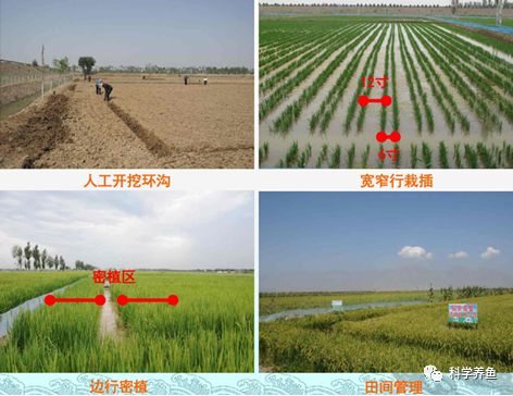 养殖鲫鱼工程技术方案_工程鲫鱼养殖技术_鲫鱼养殖成功案例