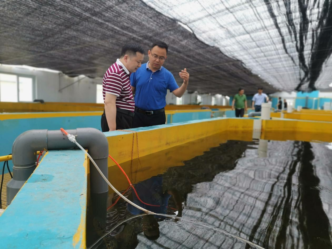 小龙虾的工厂化养殖技术_龙虾养殖场地的建设视频_小龙虾工厂化养殖技术视频