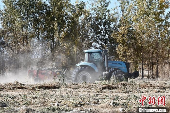 新疆种植什么赚钱_新疆种地种什么赚钱_新疆种植致富