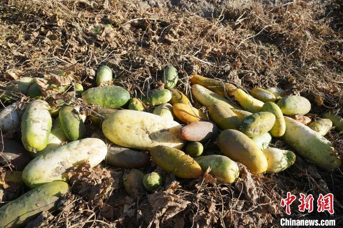 新疆种地种什么赚钱_新疆种植什么赚钱_新疆种植致富