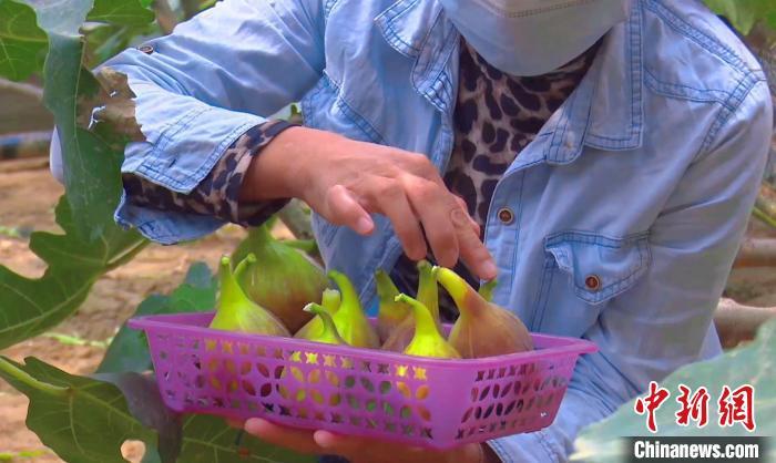 在新疆种植什么收入高_新疆种植致富_新疆种植什么赚钱