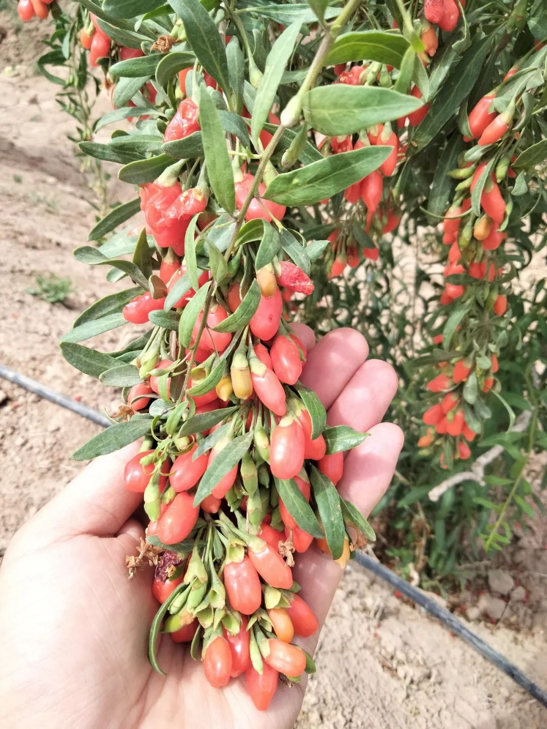 枸杞的种植技术方法_枸杞种植方法步骤_枸杞种植方法技术与管理