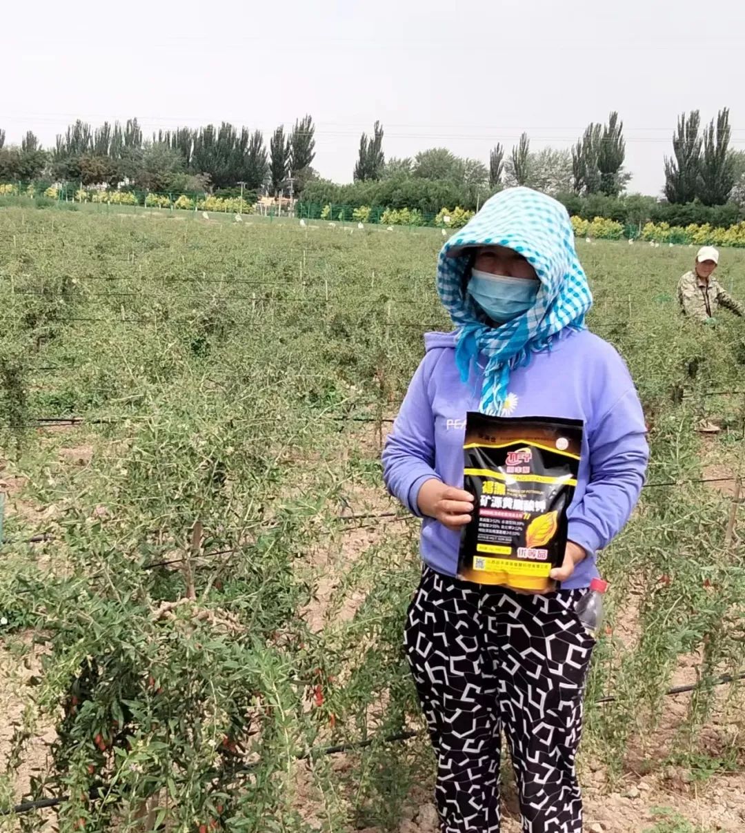 枸杞种植方法步骤_枸杞种植方法技术与管理_枸杞的种植技术方法