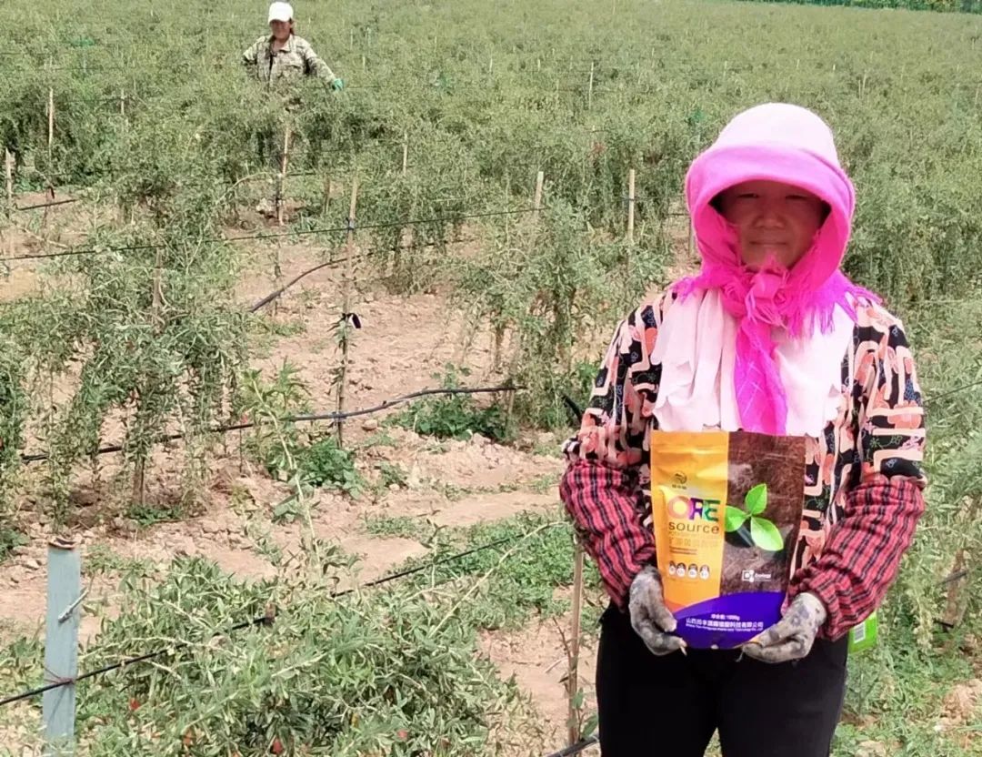 枸杞种植方法技术与管理_枸杞种植方法步骤_枸杞的种植技术方法