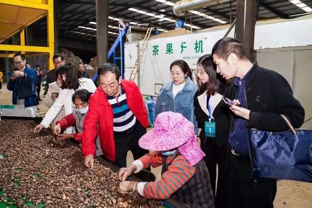 油茶果种植致富_大果油茶一般亩产量_致富种植果油茶好吗