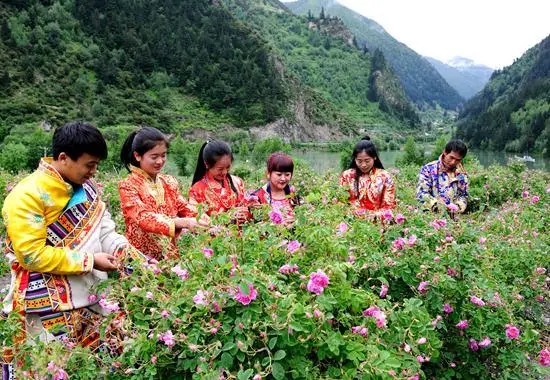 致富种植农民花生_农民种植致富花_致富种植农民花的意义