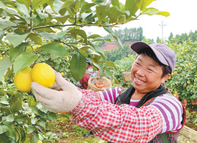 柠檬高产种植技术_柠檬高产种植技术与管理_柠檬高产栽培技术