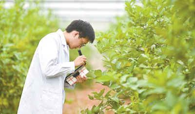 柠檬高产种植技术与管理_柠檬高产种植技术_柠檬高产栽培技术