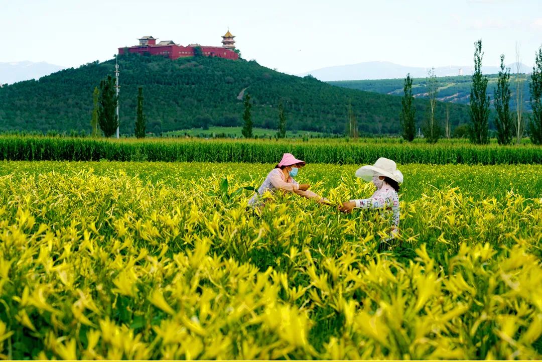 跟着总书记看中国‖小黄花 大产业