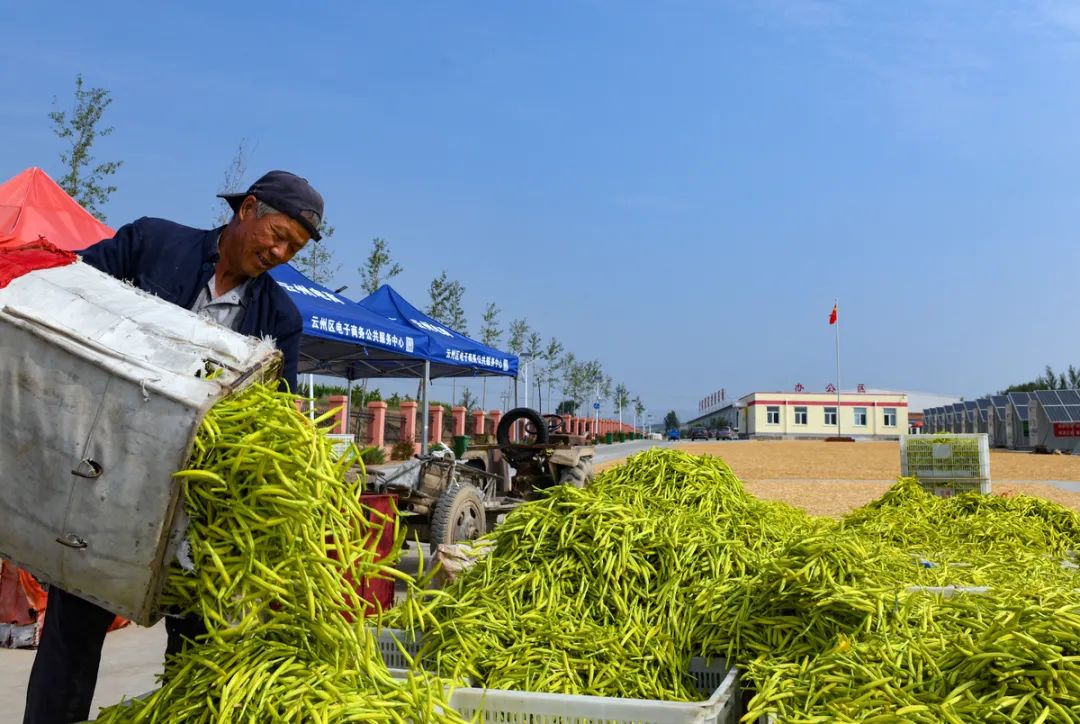 跟着总书记看中国‖小黄花 大产业