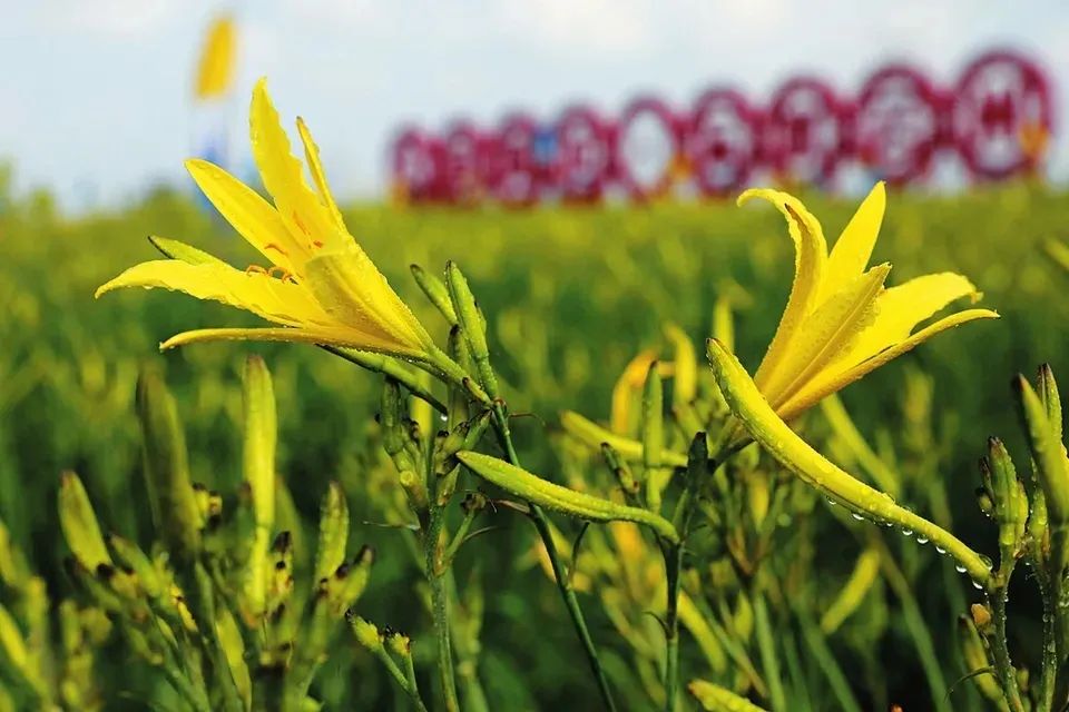 跟着总书记看中国‖小黄花 大产业