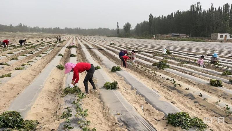 乡村振兴看新疆|红薯特色种植敲开村民“致富门”