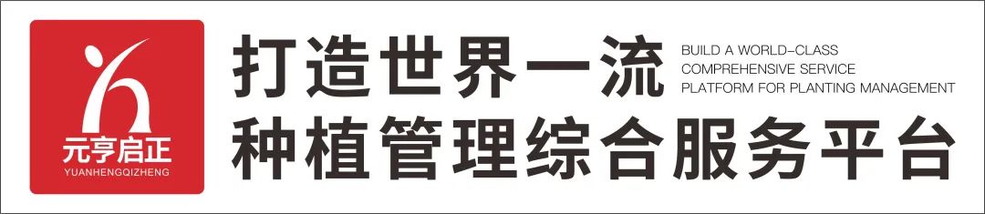 枸杞种植方法步骤_枸杞的种植技术方法_枸杞种植技术和方法