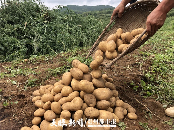 种植面积全国第一 贵州马铃薯专家：想让更多老百姓享受新品种带来的福利