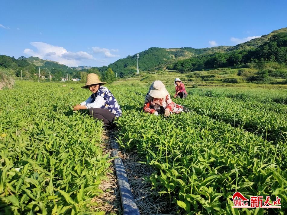 致富经半夏种植技术_半夏种植赚钱吗_半夏的种植效益