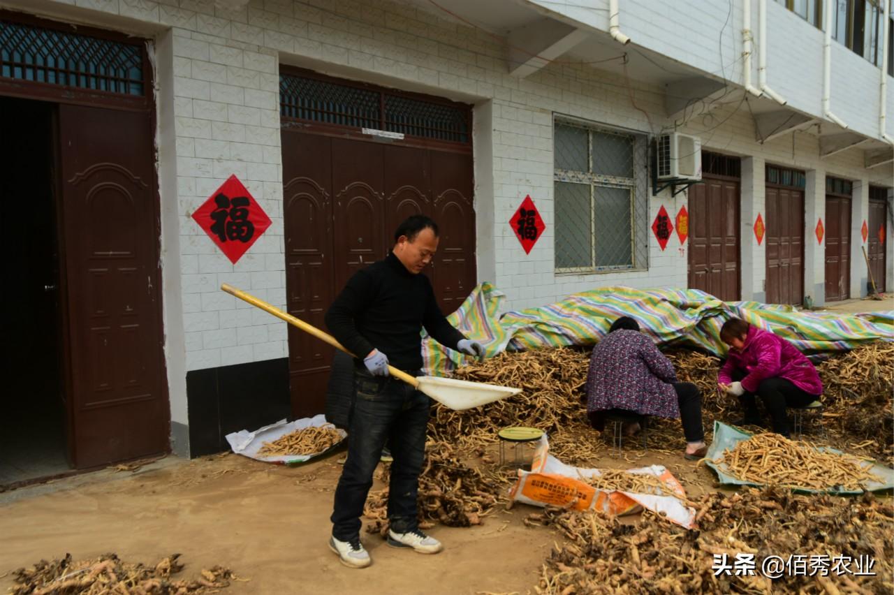 种植致富窍门_致富种植什么比较赚大钱_致富种植窍门视频