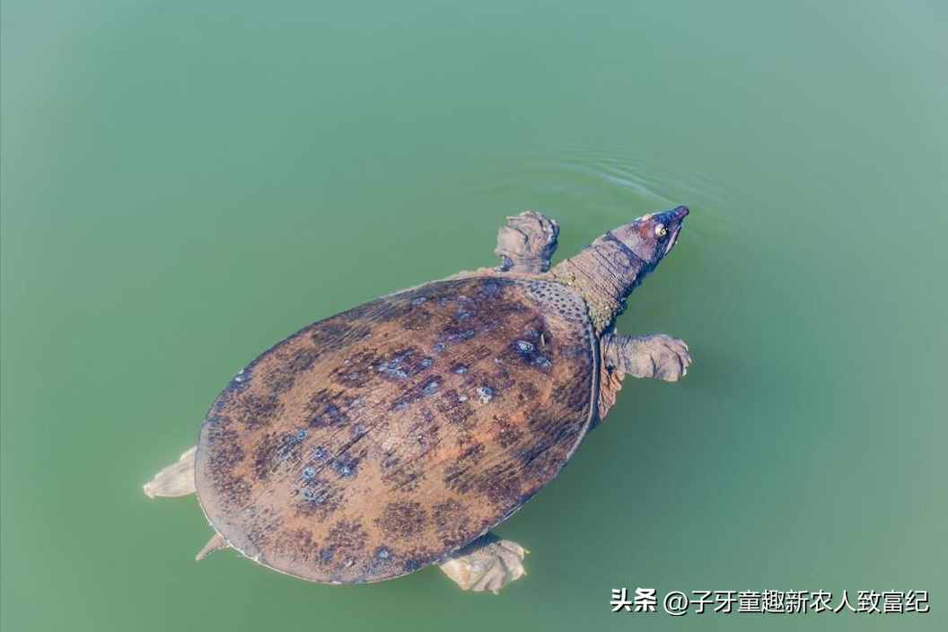 养殖鳄鱼致富视频_视频致富鳄鱼养殖_致富经鳄鱼龟养殖视频