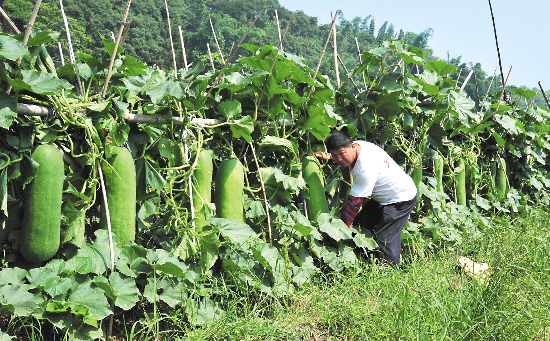 致富种植窍门是什么_种植致富窍门_致富种植窍门视频