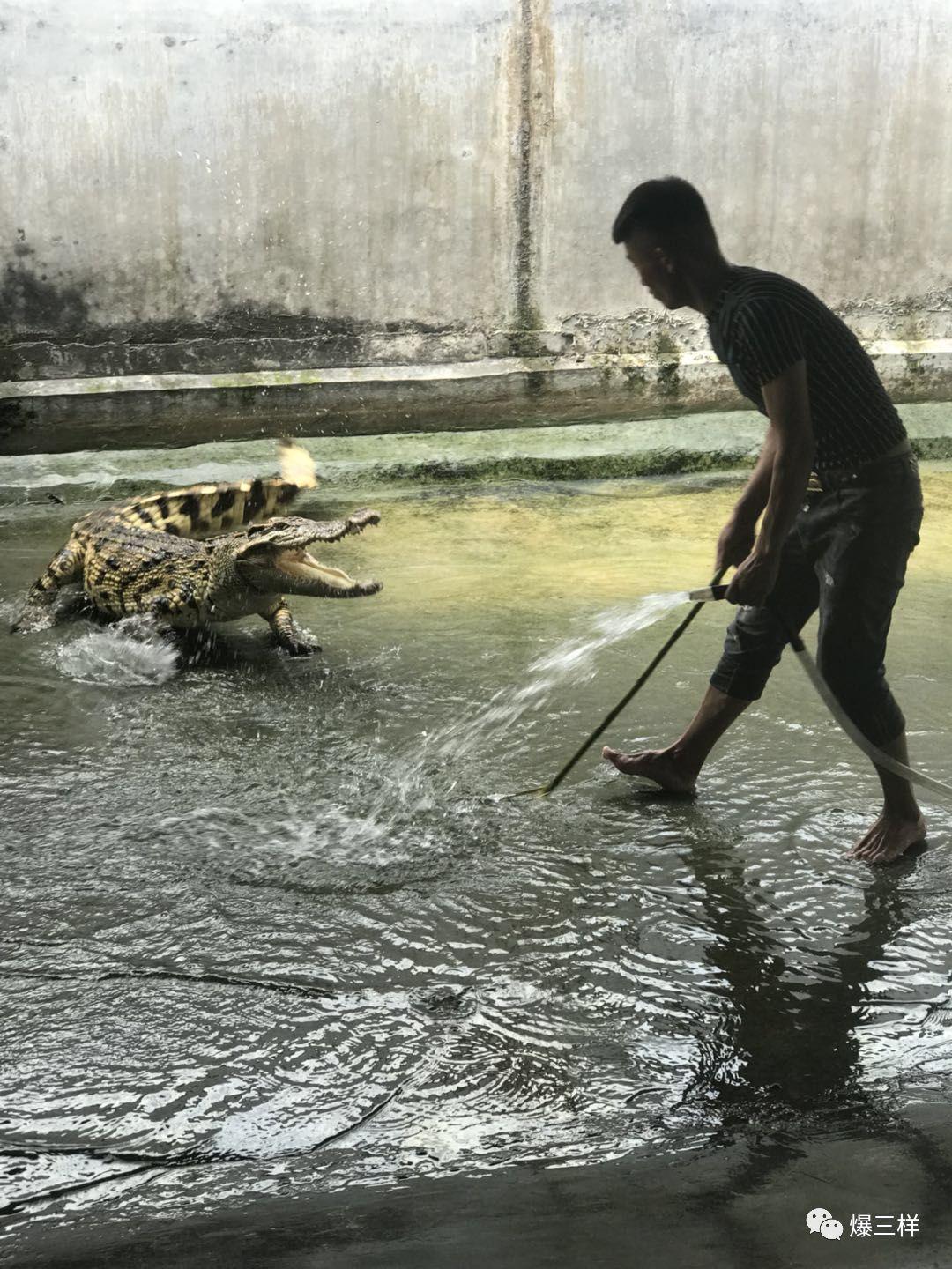 视频致富鳄鱼养殖_养殖鳄鱼视频播放_养殖鳄鱼致富视频