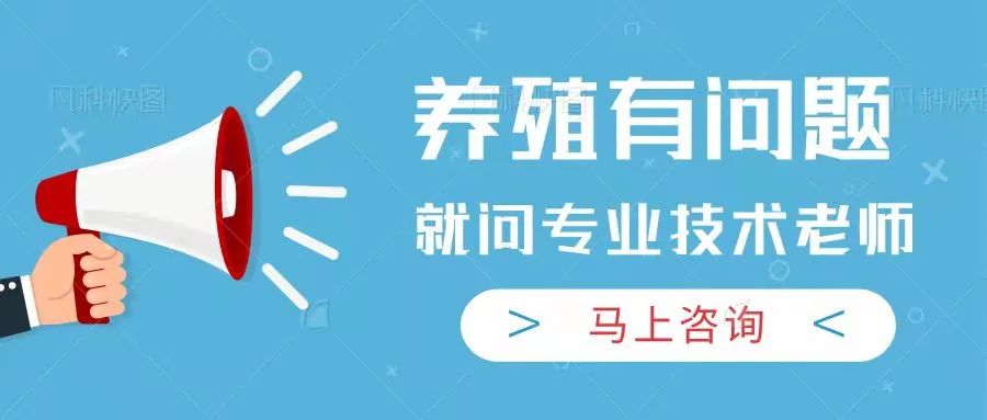 番鸭养殖技术视频_番鸭养殖技术在线观看_养殖番鸭需要注意什么