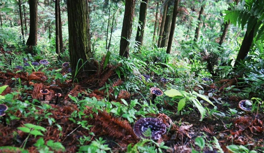 广西的野生灵芝的品质怎么样_广西十万大山野生灵芝_广西柳州野生灵芝 致富经