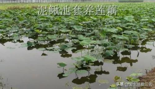 种植致富窍门_致富种植什么比较赚大钱_致富种植窍门视频