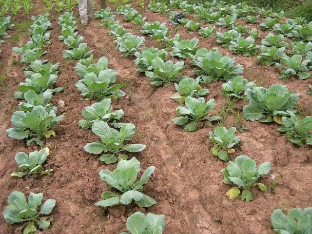 如何种植葱头饱满_小葱头种植技术和管理_种植葱头方法视频