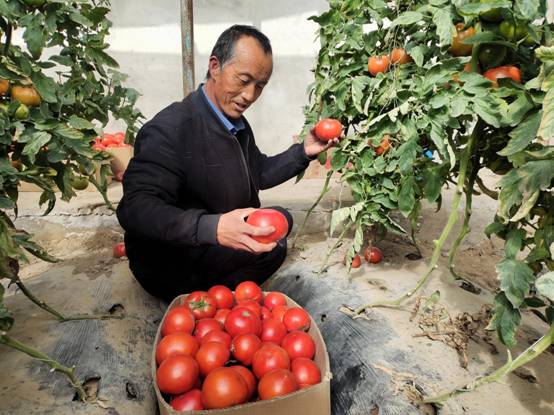 新疆民丰县：种植大棚蔬菜闯出致富路