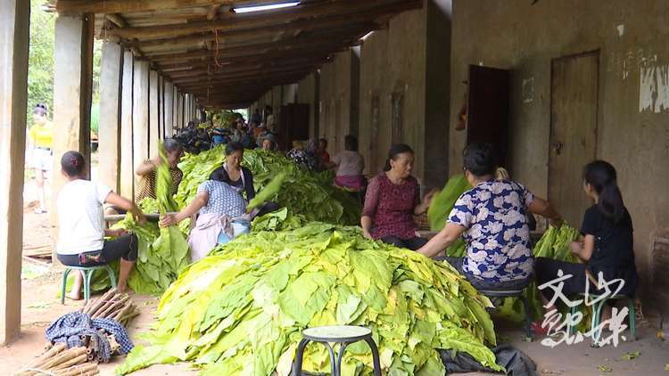 致富种植烟叶怎么样_致富种植烟叶视频_种植烟叶致富