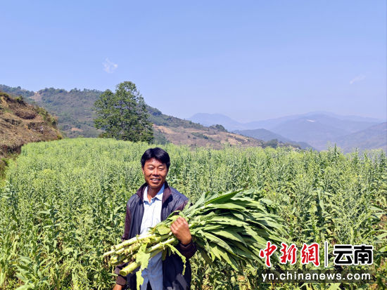 墨江：小小贡菜焕发致富大能量