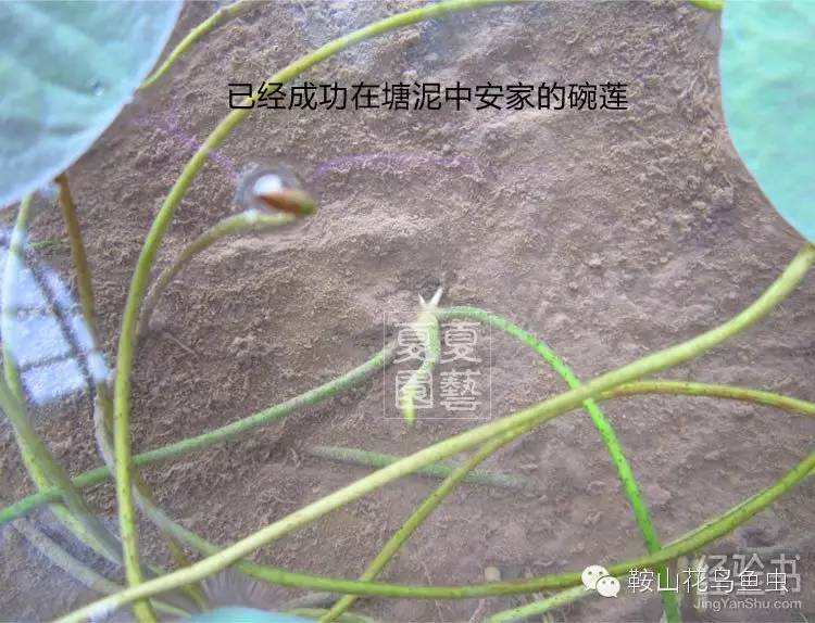 藕莲子种植技术视频_莲子藕的种植技术_莲藕子种植方法