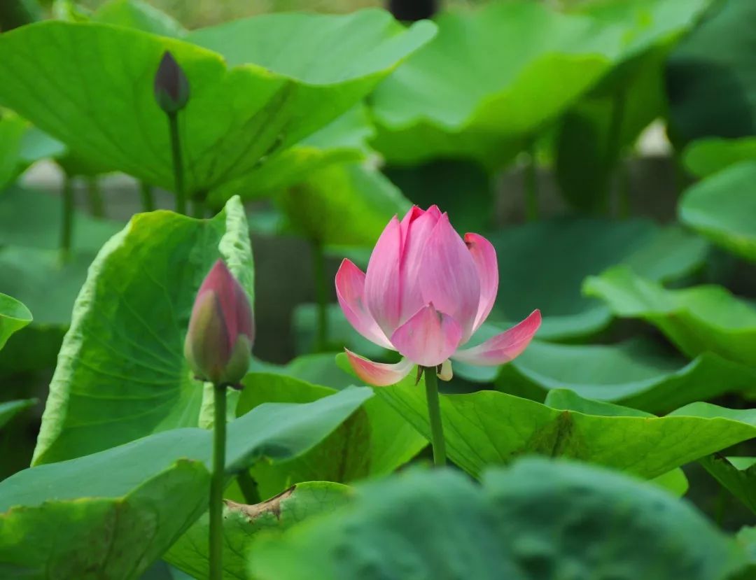 藕莲子怎么种植_莲子藕的种植技术_莲藕子种植方法