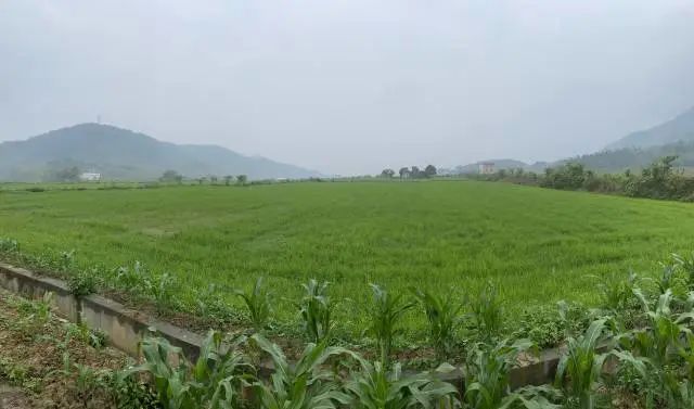 致富经水田旱种植高产视频_水田种植什么好利润高_水田种植什么赚钱