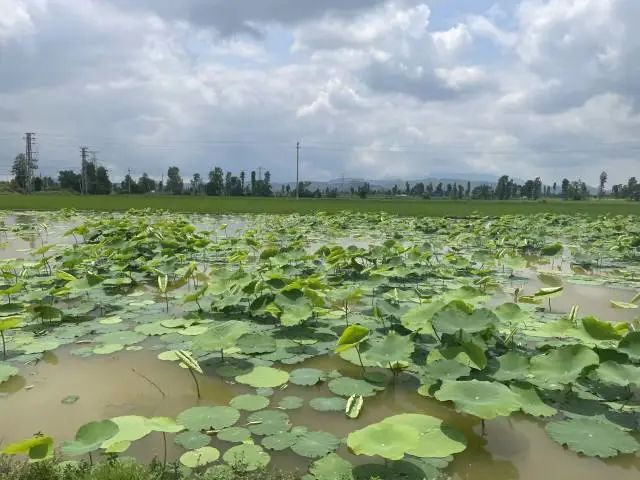 致富经水田旱种植高产视频_水田种植什么好利润高_水田种植什么赚钱