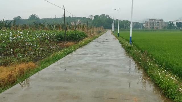 水田种植什么赚钱_致富经水田旱种植高产视频_水田种植什么好利润高