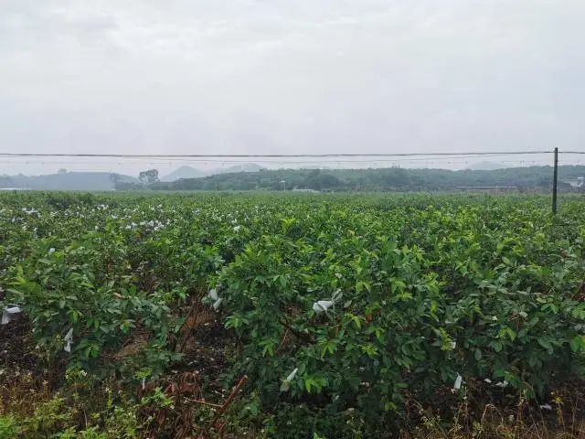 水田种植什么赚钱_水田种植什么好利润高_致富经水田旱种植高产视频