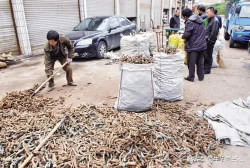 农村种什么养殖致富赚钱_农村致富种植养殖技术_致富农村养殖种植