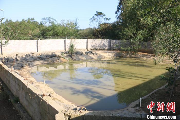 鳄鱼养殖场视频_养殖鳄鱼致富视频_视频致富鳄鱼养殖