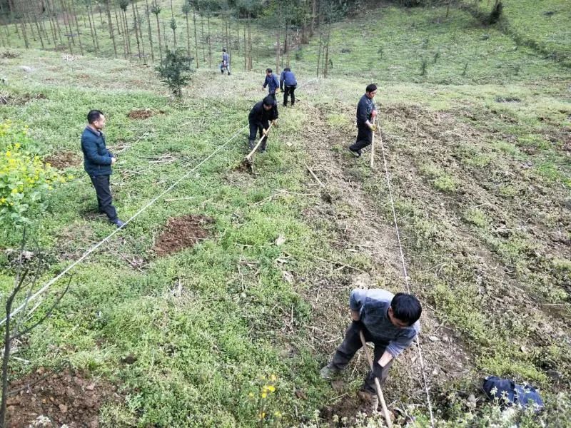 云南大哥种植致富_云南致富带头人_致富经云南水果大王