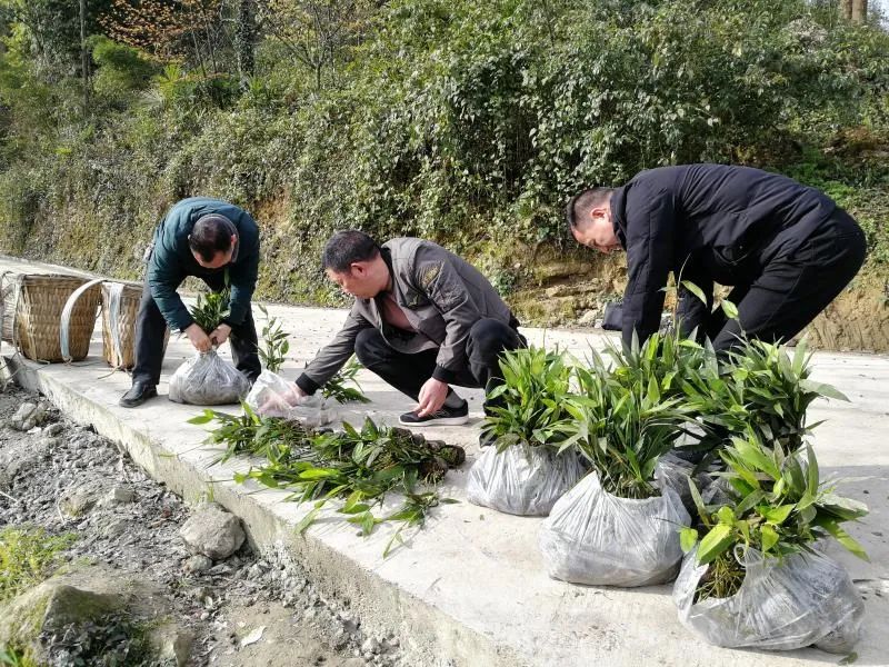 云南大哥种植致富_云南致富带头人_致富经云南水果大王