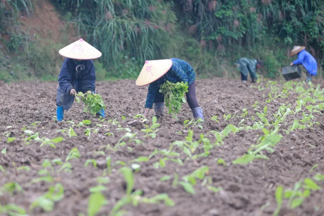 海上致富菜种植_海上种植蔬菜_海上能种菜吗