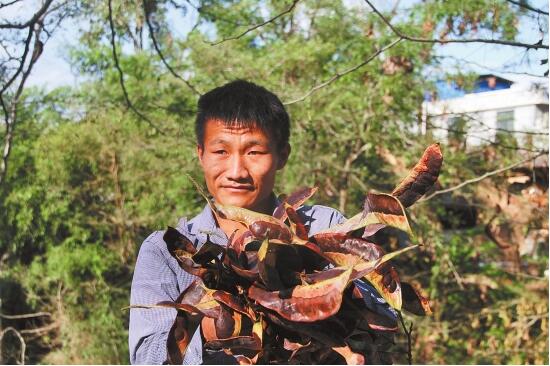 “万元皂荚树”助农增收