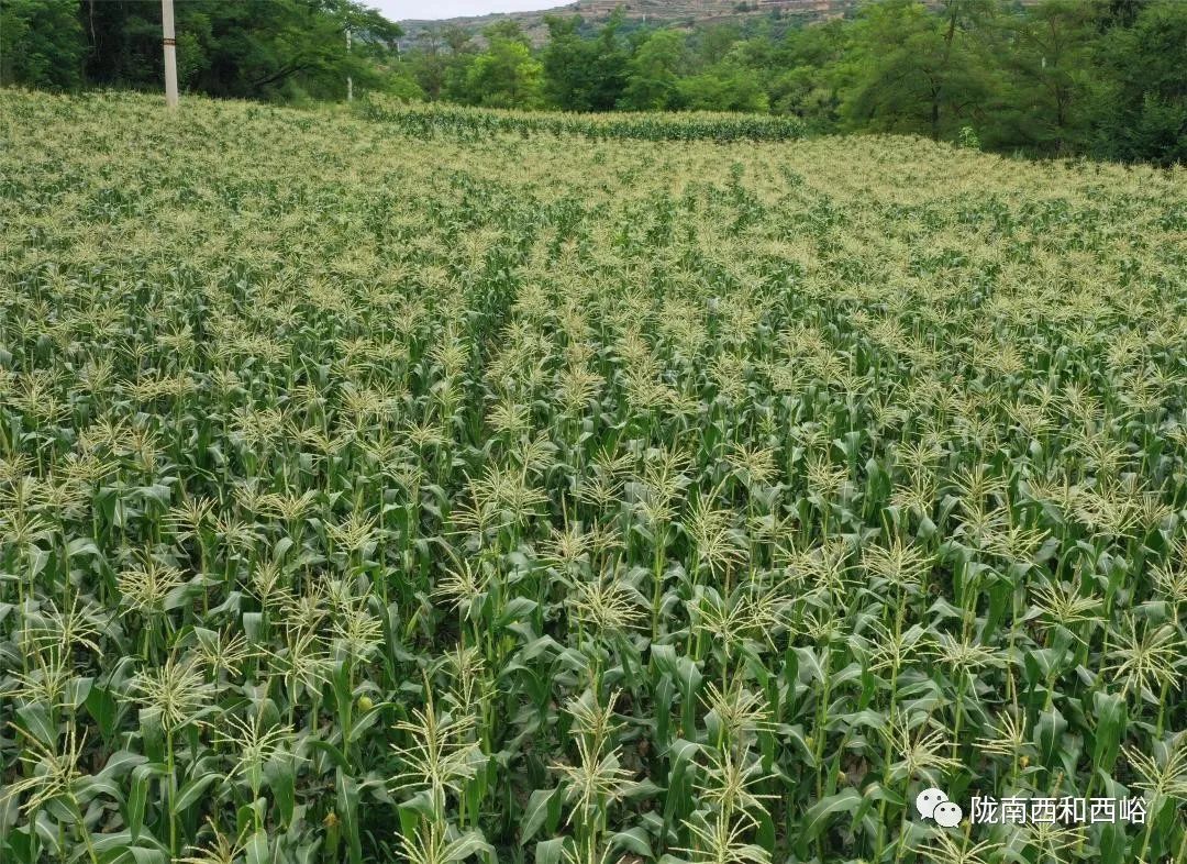 玉米地里长出“致富经”！可以生吃的水果玉米在西峪镇南柳村试种成功