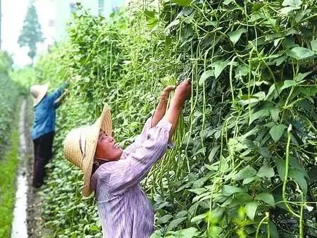 面包虫养殖技术与利润_面包虫养殖致富_面包虫养殖前景