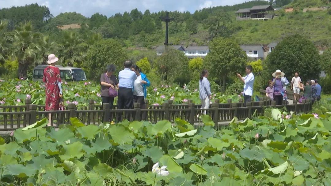 好花红镇：荷花种植成为村民增收致富的“聚宝盆”