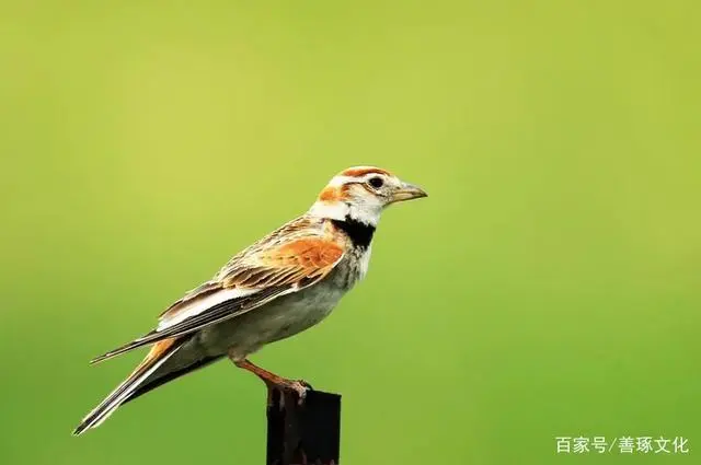 致富养殖文鸟图片大全_文鸟养殖致富_养殖文鸟最少要多少本钱