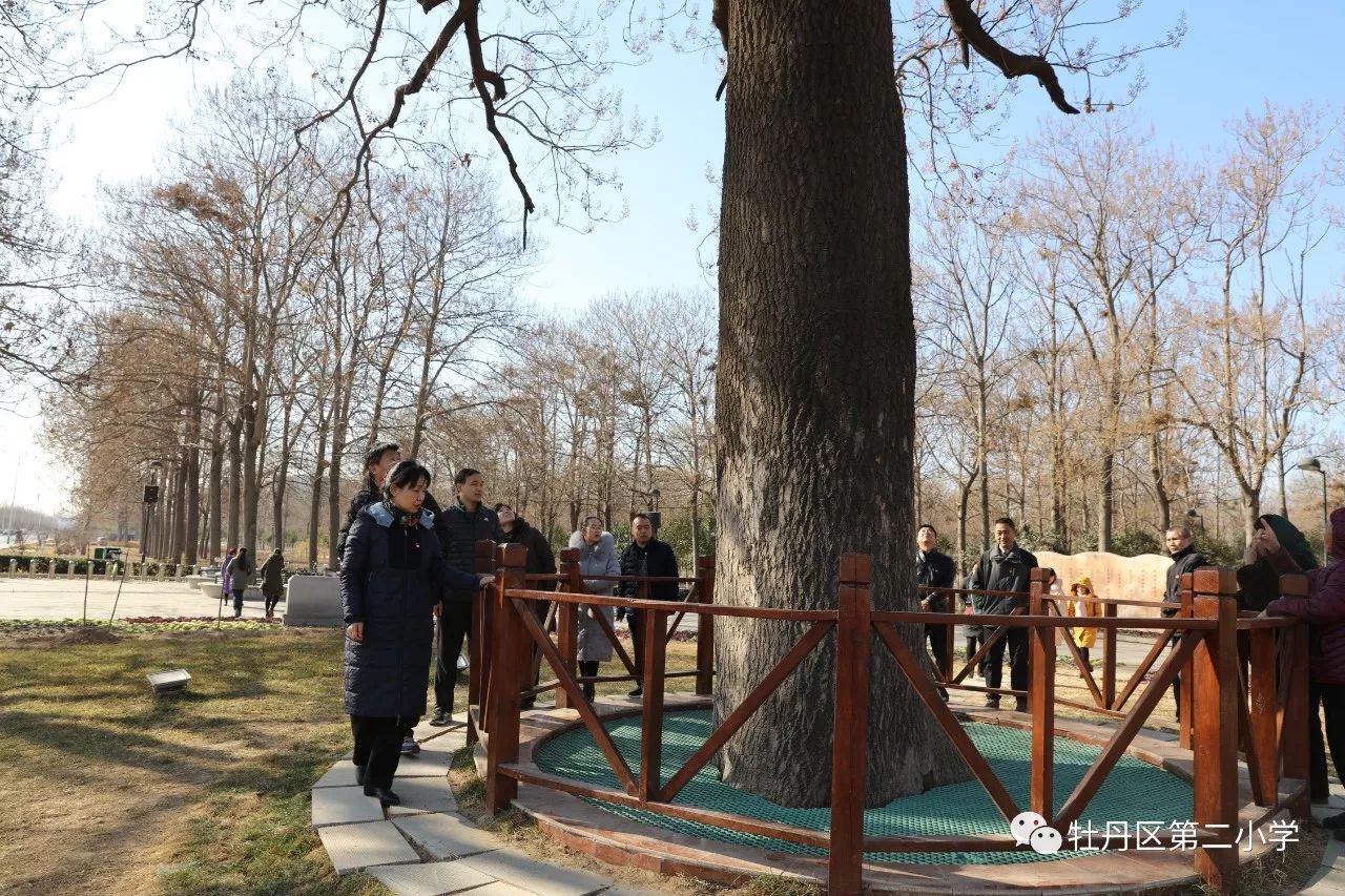 种植泡桐致富_种泡桐赚钱吗_种植泡桐的经济价值