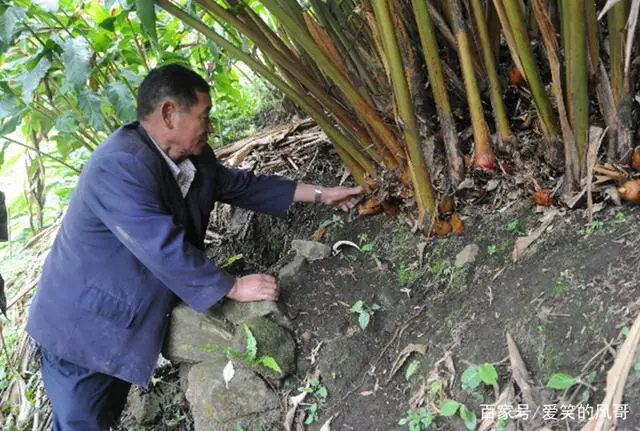 种植草果技术有哪些_种植草果技术要点_草果如何种植技术