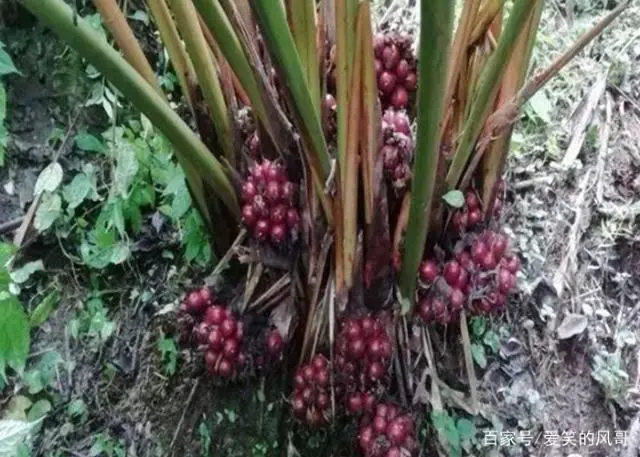 种植草果技术要点_草果如何种植技术_种植草果技术有哪些