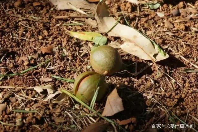 种植草果技术有哪些_草果如何种植技术_草果种植技术视频